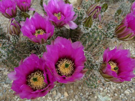 picacho peak park, arizona