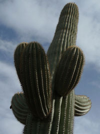 picacho peak park, arizona