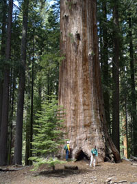 upper miraposa grove giant sequoias