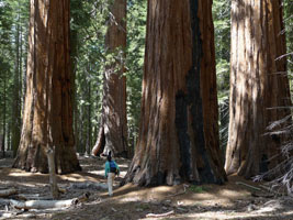 upper miraposa grove giant sequoias