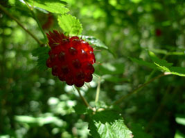 salmon berry