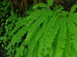 maidenhair fern