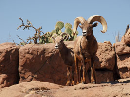 sheep, Desert Museum, Tucson