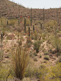 ocotillo flowers, Tucson, AZ