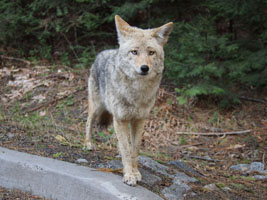 coyote looking for handouts