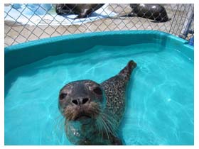 harbor seal pup