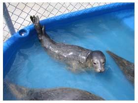 young harbor seals