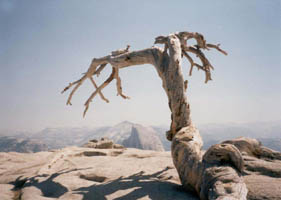 Sentinel Dome Jeffrey Pine