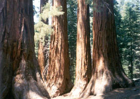 Mariposa Grove sequoias