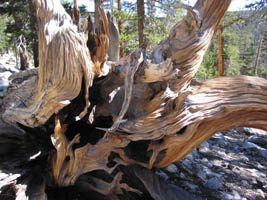 weathered stump