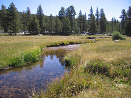 sierra meadow stream
