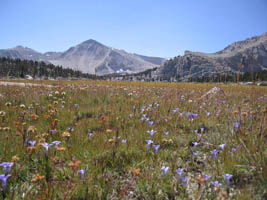 sierra meadow