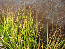 meadow grass