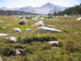 sierra meadow