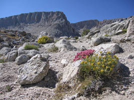 wildflowers