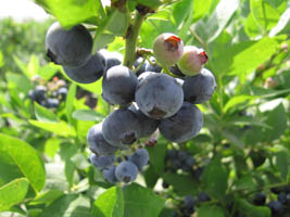 berry picking