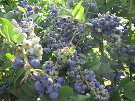 berry picking