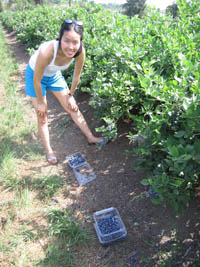 berry picking