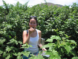 berry picking