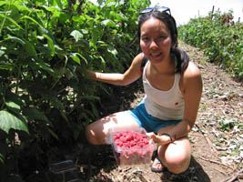 berry picking