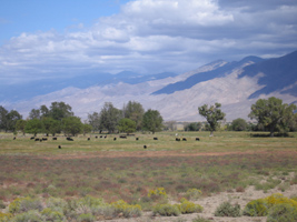 cattle grazing near Big Pine Creek