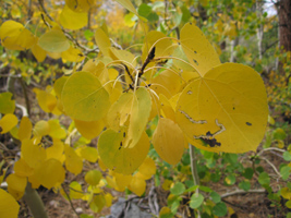 Aspens - fall color