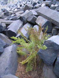 Devil's Postpile National Monument, Mammoth