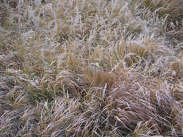 dry grass