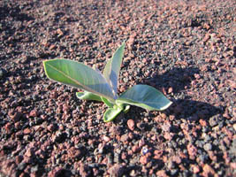 little green plant in gravel