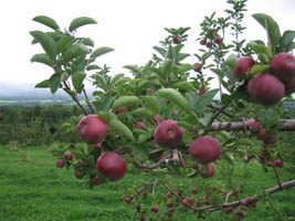 jaeschke's apples