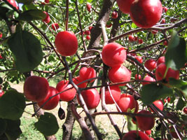 red plums