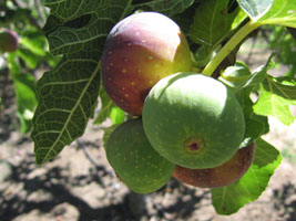 purple figs