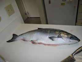 salmon preparations in the kitchen