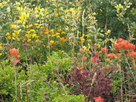 wildflowers at Ano Nuevo beach