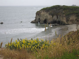 sea arches and lupine at Ano Nuevo beach