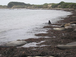 northern elephant seals asleep at Ano Nuevo beach
