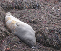 aww isn't it cute - sleeping northern elephant seal