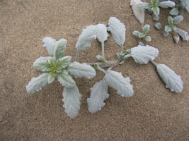 dune plants, Ano Nuevo beach