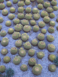 cactus at the Getty