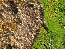 golden pebbles and green moss