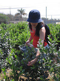 Joy picking blueberries