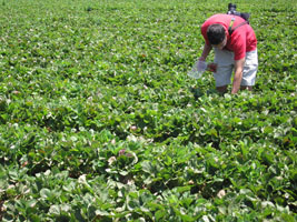 Berto picking strawberries