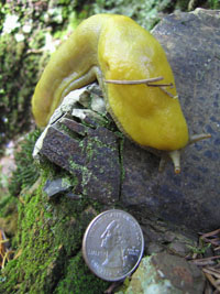 yellow banana slug