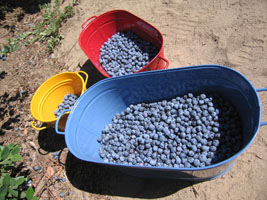 blueberry picking at Jessop Farms