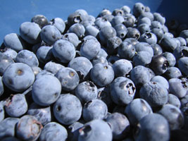 blueberry picking at Jessop Farms