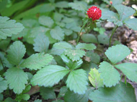 strange spiky red berry