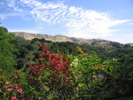 view in the huckleberry preserve