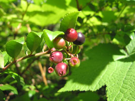huckleberries