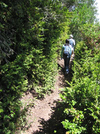 hiking through huckleberry bushes
