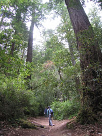 walking in Big Basin Redwoods, California